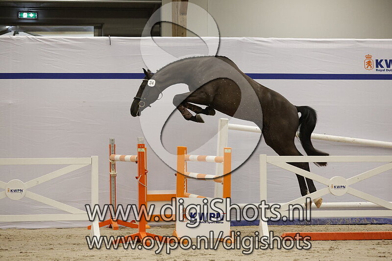 Story of the Year PP v. Cavalier Russe