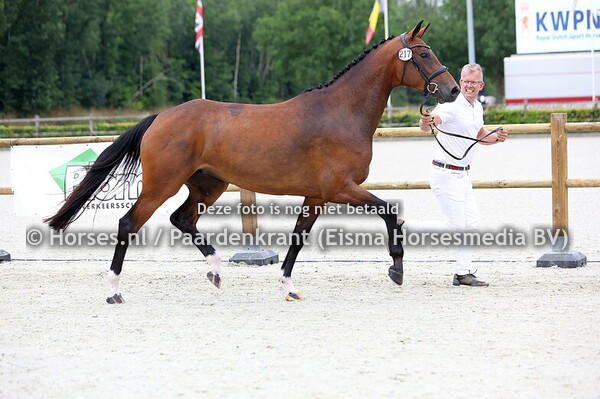 217 Redine R-E (Diamant de Plaisir x Valencia v. Nekton)