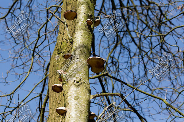 The Pioneers Aspiranten - Bedrocks Aspiranten honkbal 25 maart 2017