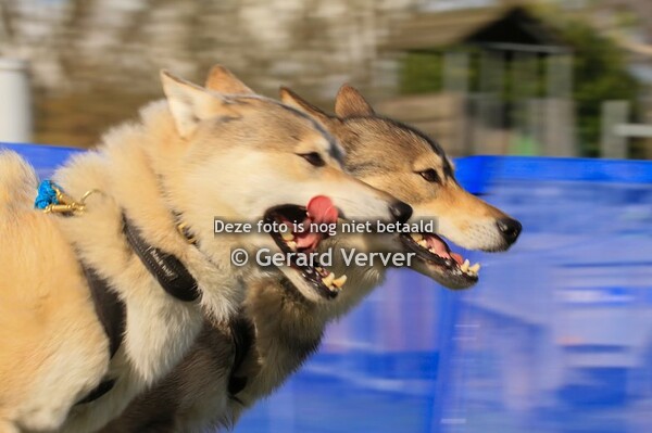 peel en maas challenge 25-2-2024 dag 2