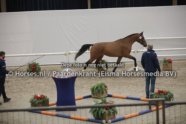 171 Nostradamus ES (Quabri de l' Isle x Uma v. Peter Pan)