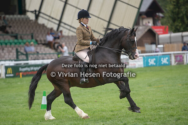 Ridden Cob Stallions