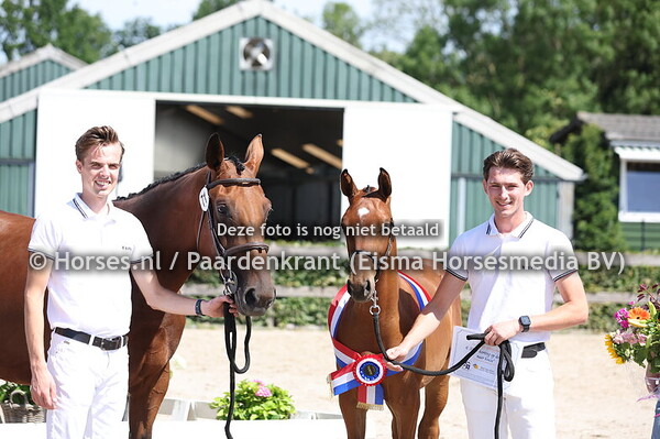 71 VI-Star nSK (Tangelo vd Zuuthoeve x Jambes d'Or v. Phin Phin)