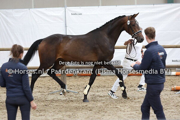 64 Sazou Dora V (Lennox US x Codora v. Johnson)