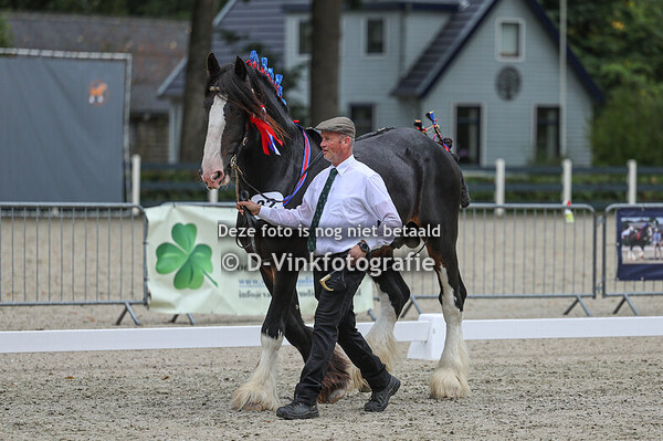 19. Hengsten 4 jaar e.o. incl hengstenkampioenschap