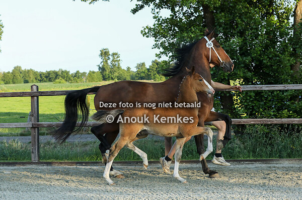 Veulenkijk avond KWPN noord - Nuis