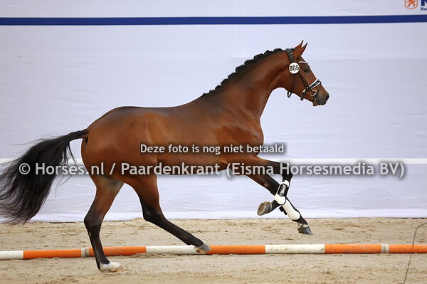 KWPN 1e bez 23 dec Nakeuring dres en gelders 2024