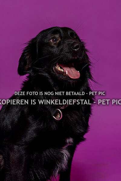 hond 25