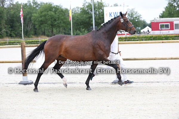 255 (Bascha Reina (Belissimo x Soraya Donna Rosa v. Stedinger)