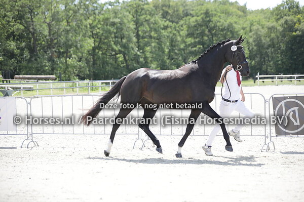 69 Nicky-V (Iconic x Ilsetina v. Davino V.O.D.)