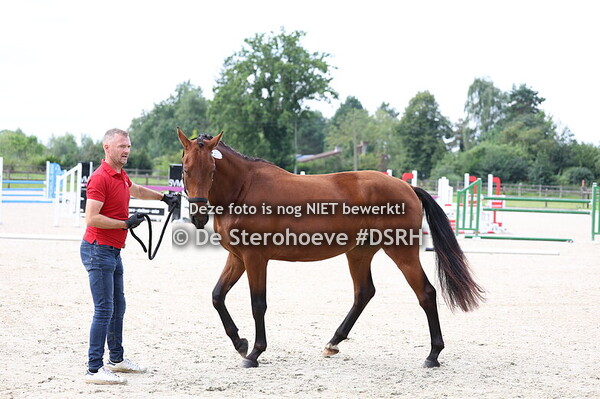 1. Vrouwelijke jaarlingen dresuur