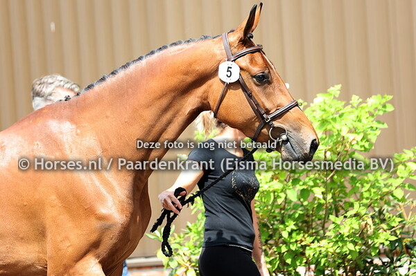 5 Splendid-M (Poker de Mariposa x Josephin v. Zambesi)