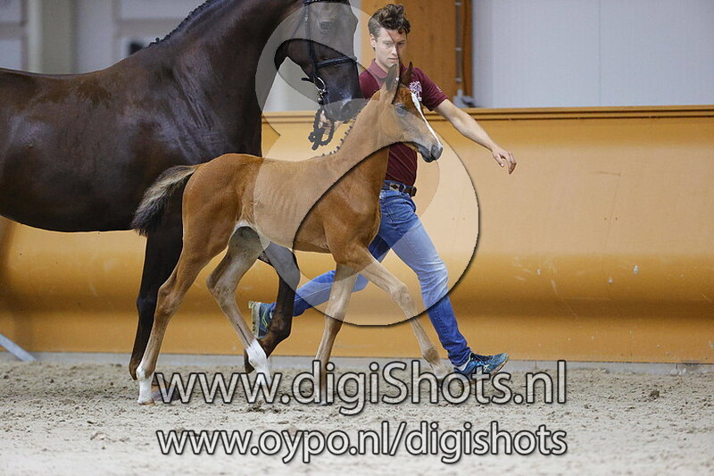 Perfect Especiale v. Tangelo van de Zuuthoeve