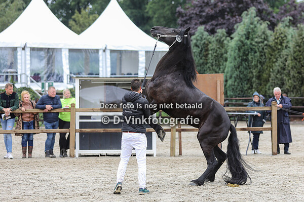 Rubriek 6c 3 jarige veulenboekmerries