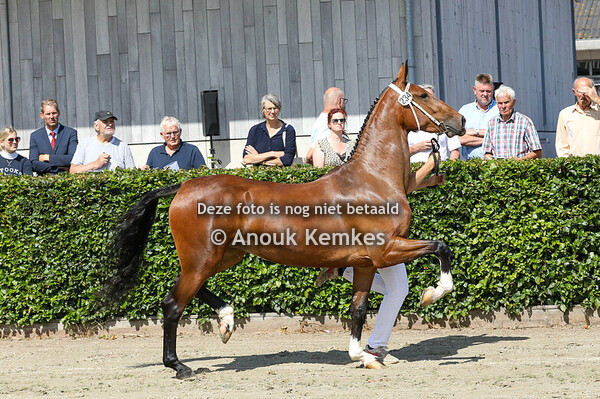 Showmaire ( Johnny Cash x Manno ) 