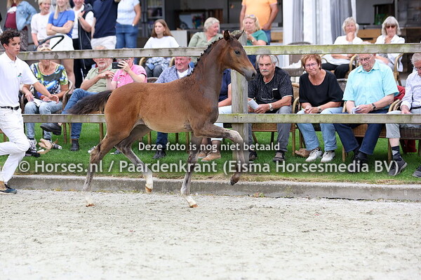 152 Vinca-Vrouwe LK (Barton VDL x Hyacinth-Vrouwe v. Florencio)