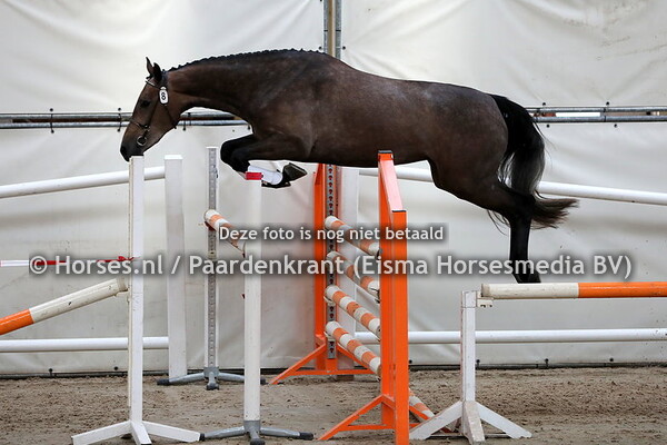 8 Lotus (Grodino x Oriena v. Amethist)