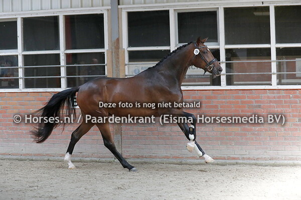 19 Odil (Furst Romancier x Kiki v. Glamourdale)