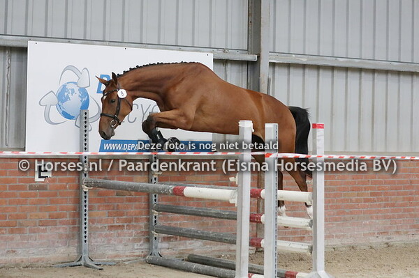 8 Evistrade (Emerald van't Ruytershof x Jikkestrade v Action Breaker)
