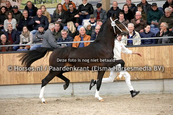06-01-2024 KWPN Tuigpaard 1e bez