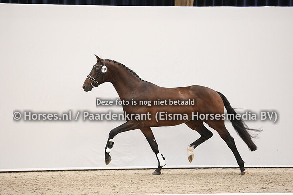 494 Indian Rock x Wynton