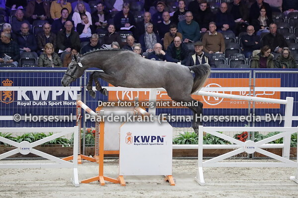 153 Porsche H.J. Pegase van't Ruytershof x Vaantje R v. Indorado)