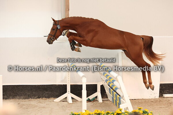 22 Salentio SH (United Touch S x Valentino)