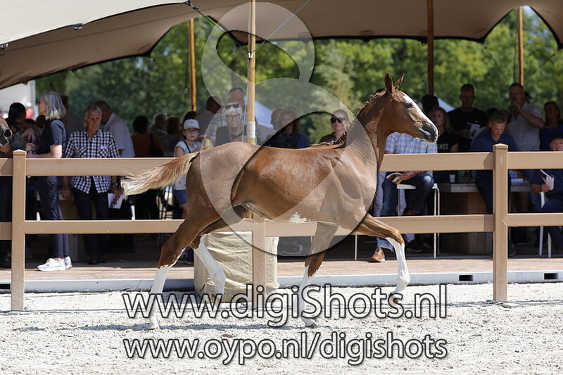 Tushi KB v. Emerald van t Ruytershof