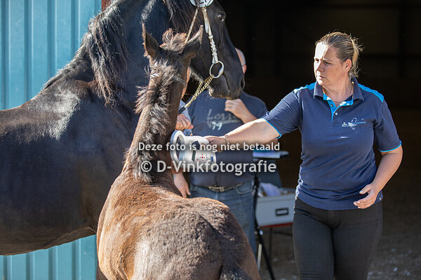27. Bodien van de Warande
