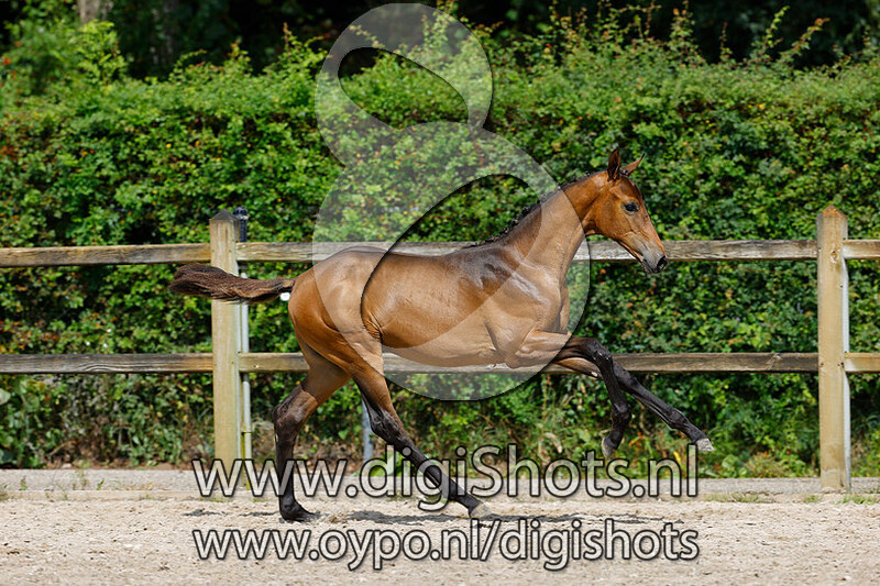 Raseda v. Fuerst Zonik