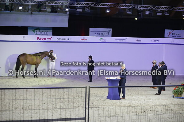 21 Naltic VDL (Baltic VDL x Hanolivia v. Douglas)