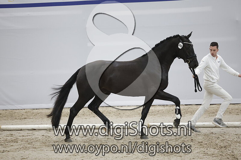 Prins JJ v. Glamourdale - 368