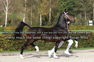 RICARDO Bocellie x Cizandro