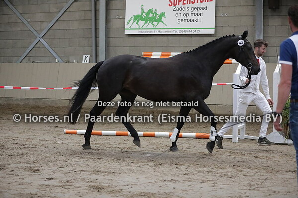 43 Liberty (Glamourdale x Lindalie v. Goodtimes) (1)
