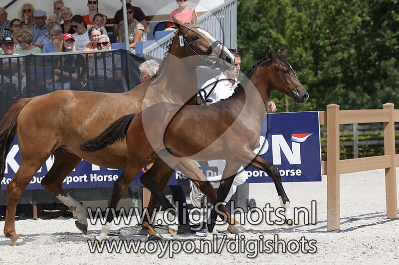 Treasure King v. Kingston Blue Hors