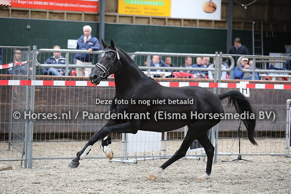 30 Mistyque v Glamourdale