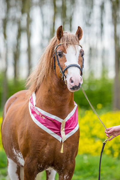 WPCV Premium Stallion & Youngstock Show