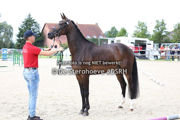 2. Vrouwelijke tweejarigen dressuur
