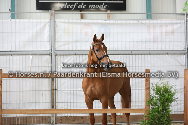 63 Beauklahoma VDL (Bacardi VDL x Zoklahoma v. Emilion)