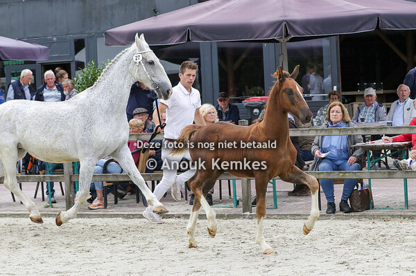 027 - ULATINO -  LATINO X SAFFRAAN - D. BOOTSMA-TJALMA, NIJLAND