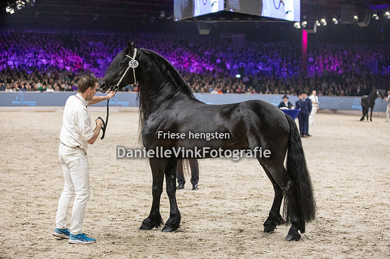 Hengstenkeuring 2024 Boet 516