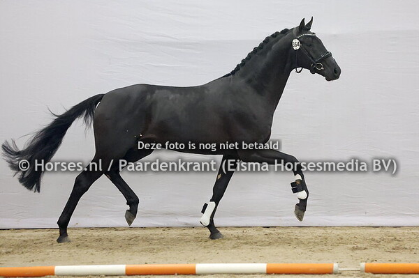 364 (Feliciano x Blue Hors Zack)