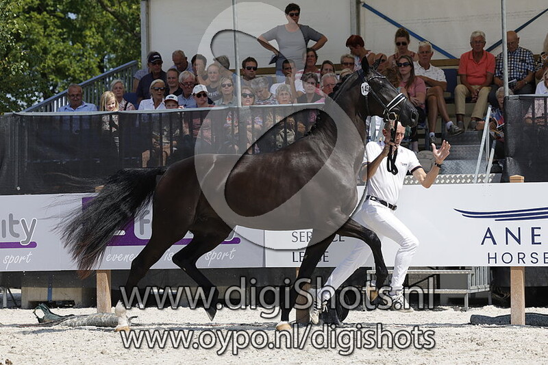 Parel van Invictus v. For Romance