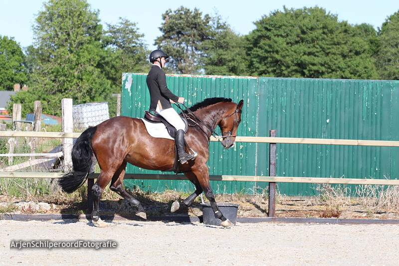 Hippisch Festijn PSV Polarfürst 25-05-2019 Z/ZZ 1