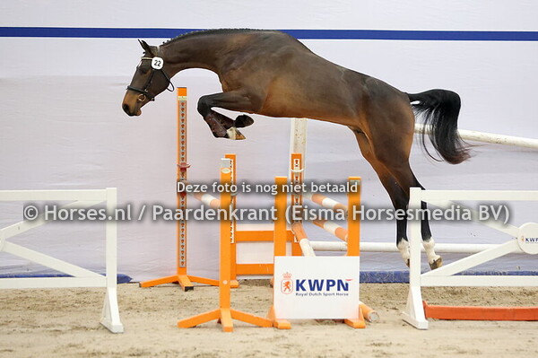 22 (Cero Blue TN x Invictus)