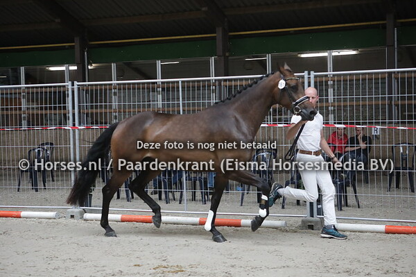 161 Lavina-Utopia (Negro x Bali-Utopia)