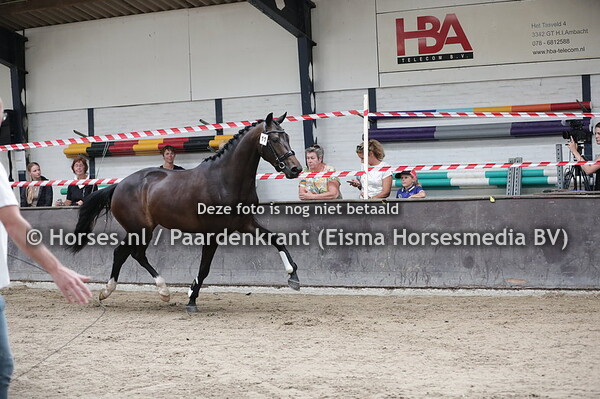 11 Mademoiselle Munde (Hennesy x Bonitamunde v. Quattro )