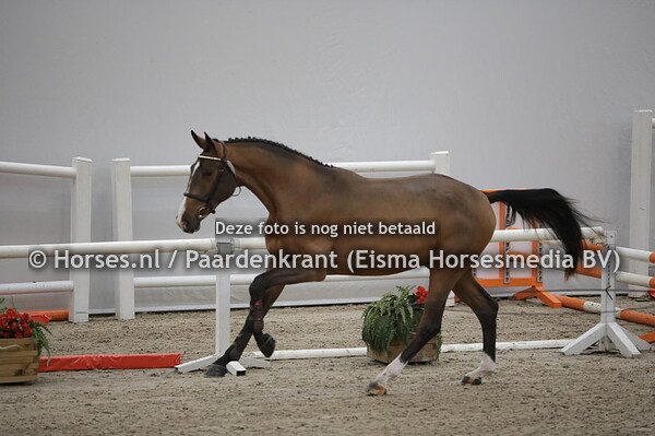 5 Nils SMH (Agamix du Seigneur x Gin Gin Balia v. Chin Chin)