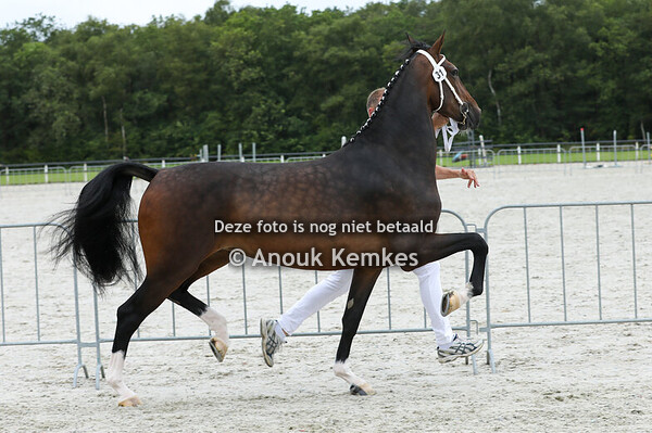 Ronita LXXXIII ( Cizandro x Atleet )