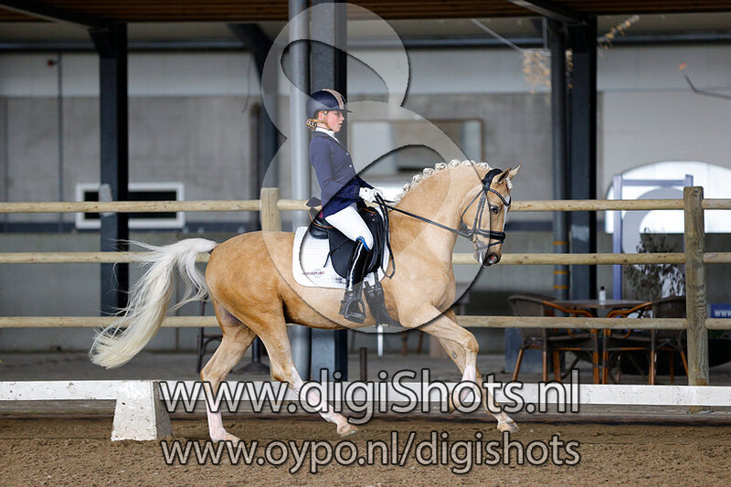 Don Davino Horsepoint